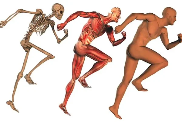 Fascia