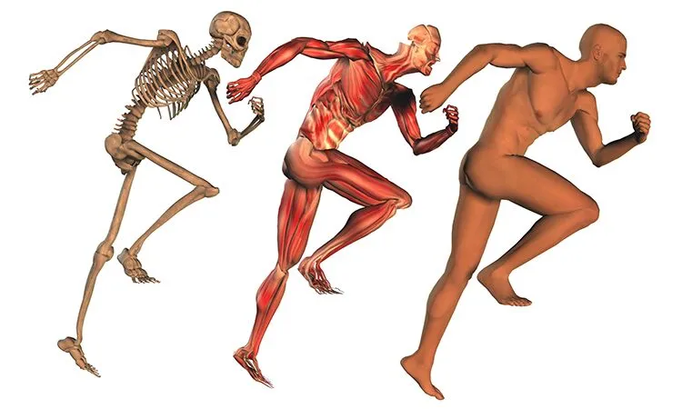 Fascia